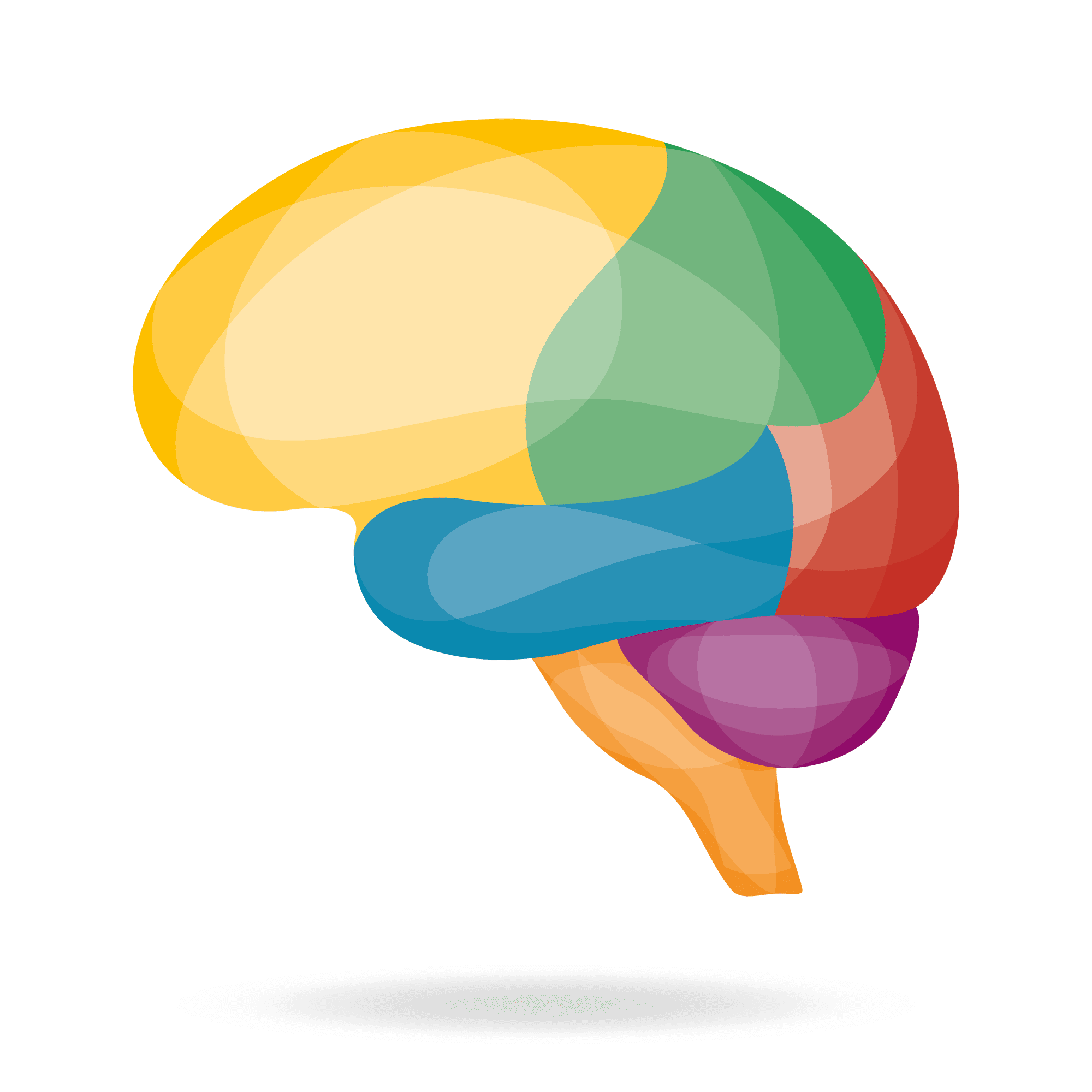 illustration d'un cerveau en couleurs